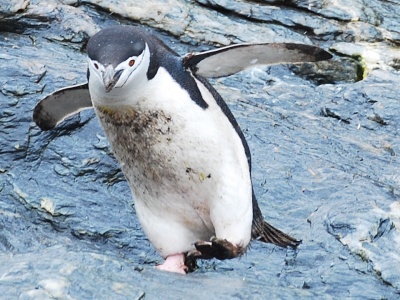 Dirty penguin