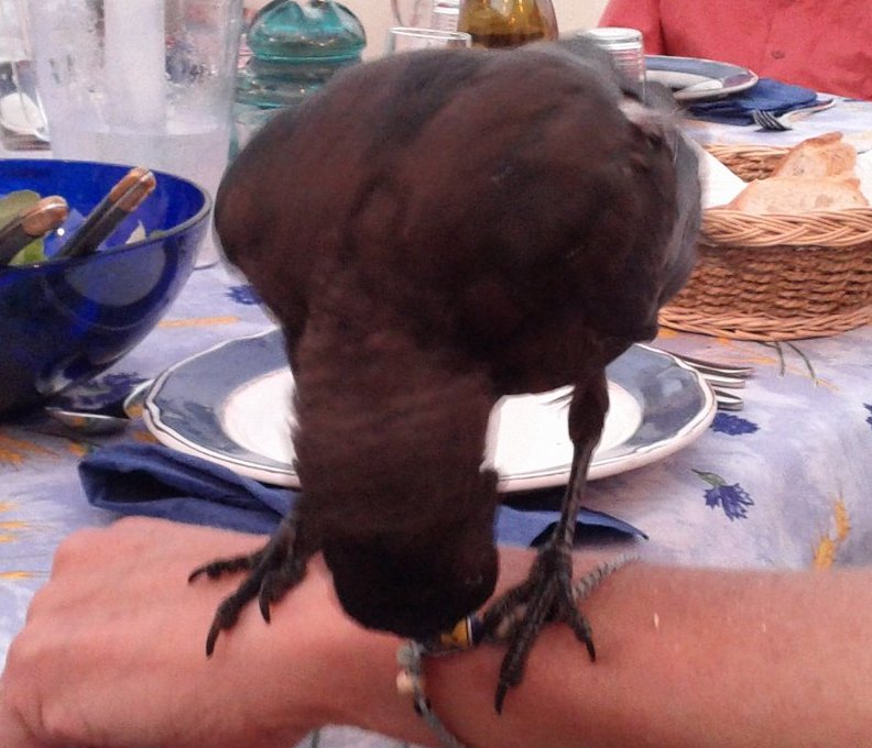 jackdaw
