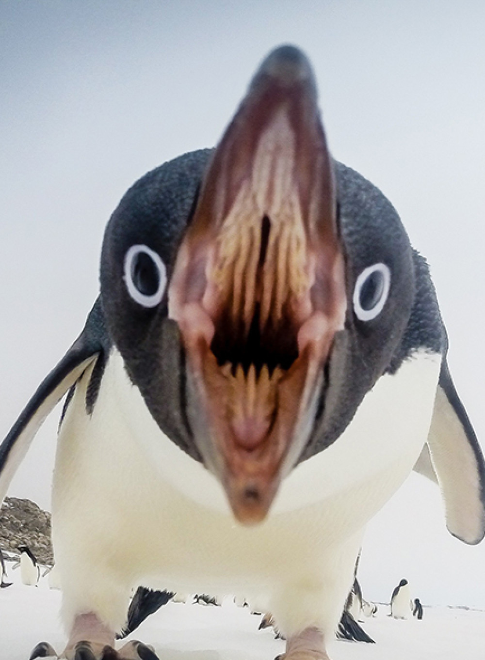 cropped-adelie-penguin-antarctica_89655_990x7421.jpg