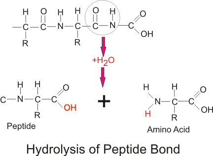 Over-egging the case for protein design | The Skeptical Zone trypsin reaction diagram 