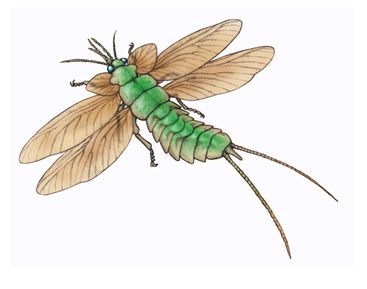 six-winged insect